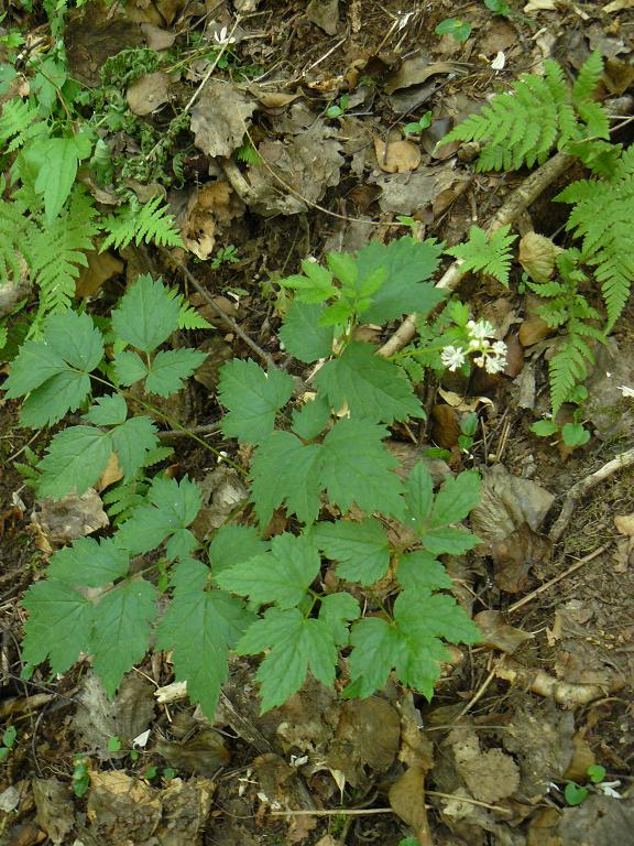 Actaea spicata